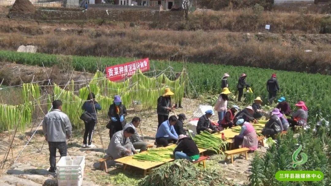 营盘村委会天气预报更新通知